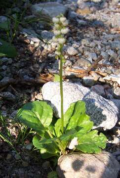 Image of common wintergreen