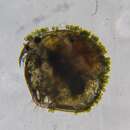 Sivun Chydorus sphaericus (O. F. Müller 1776) kuva