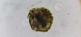 Image of Water flea