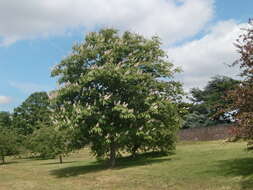 Image of Japanese Horse-chestnut