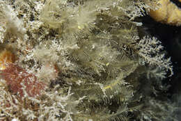 Image of plume hydroid
