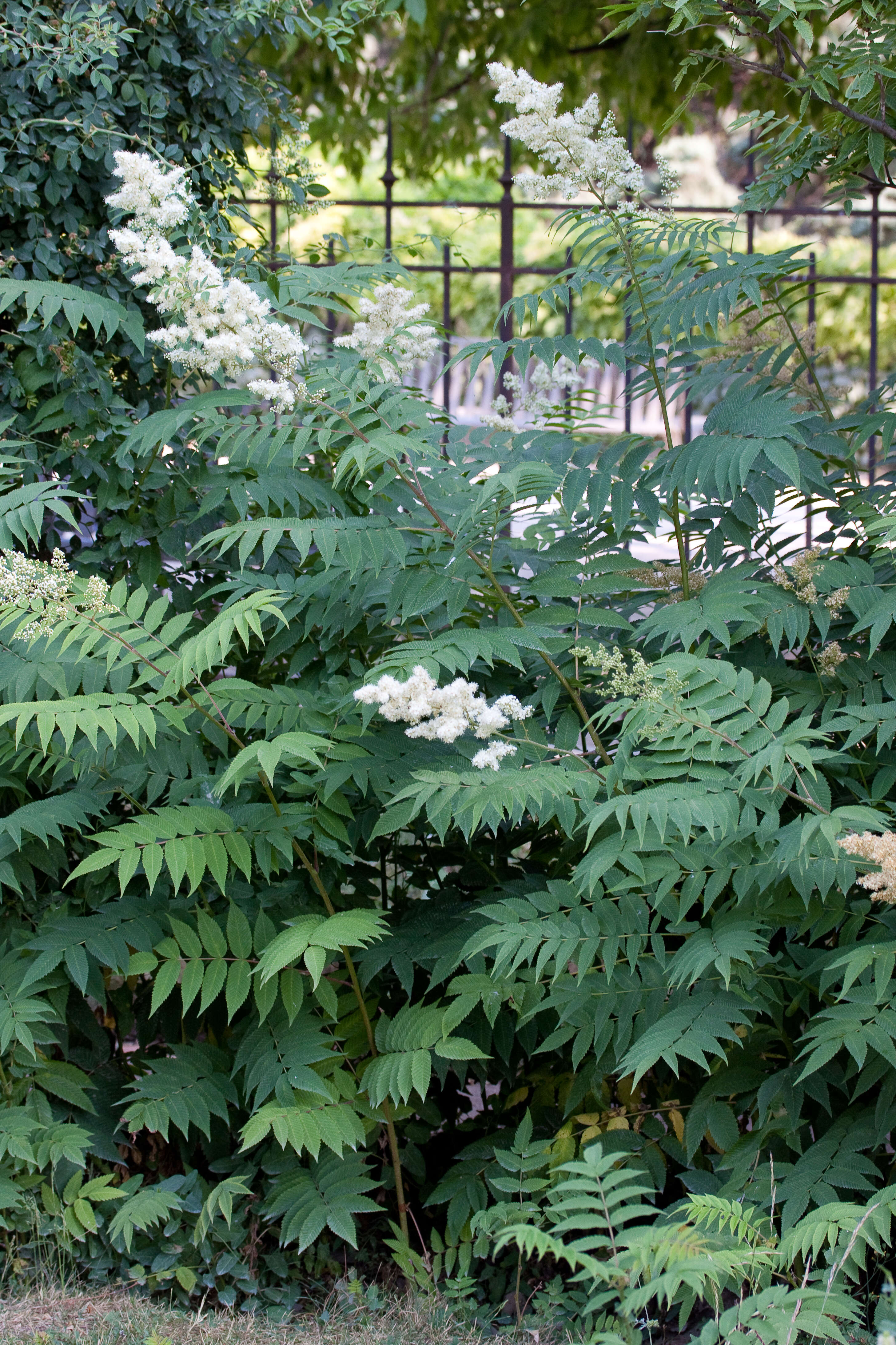 Image of false spiraea