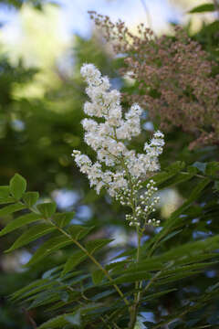 Image of false spiraea