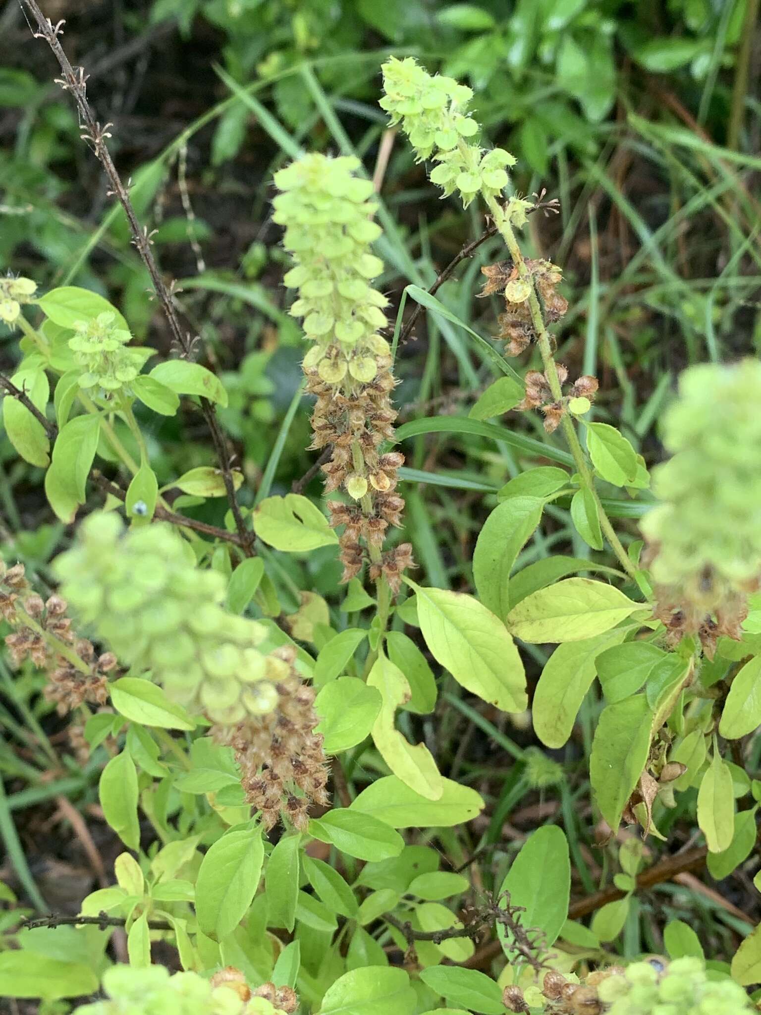 Image de Ocimum americanum var. americanum