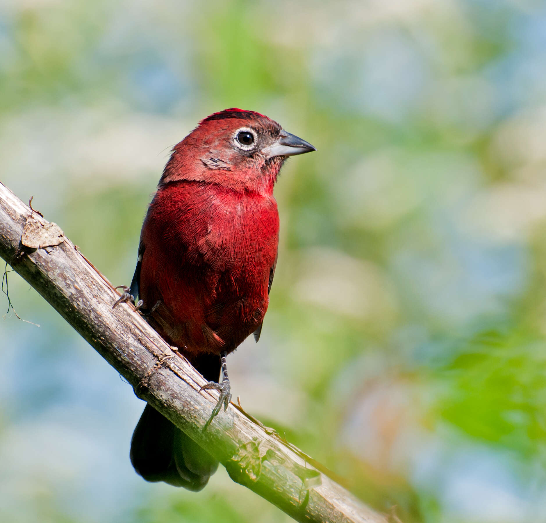 Image of Red Pileated Finch