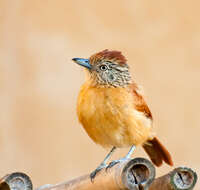 Image of Barred Antshrike