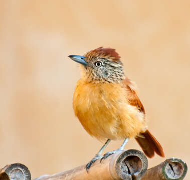 Image of Barred Antshrike