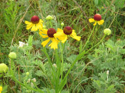 Imagem de Helenium flexuosum Rafin.