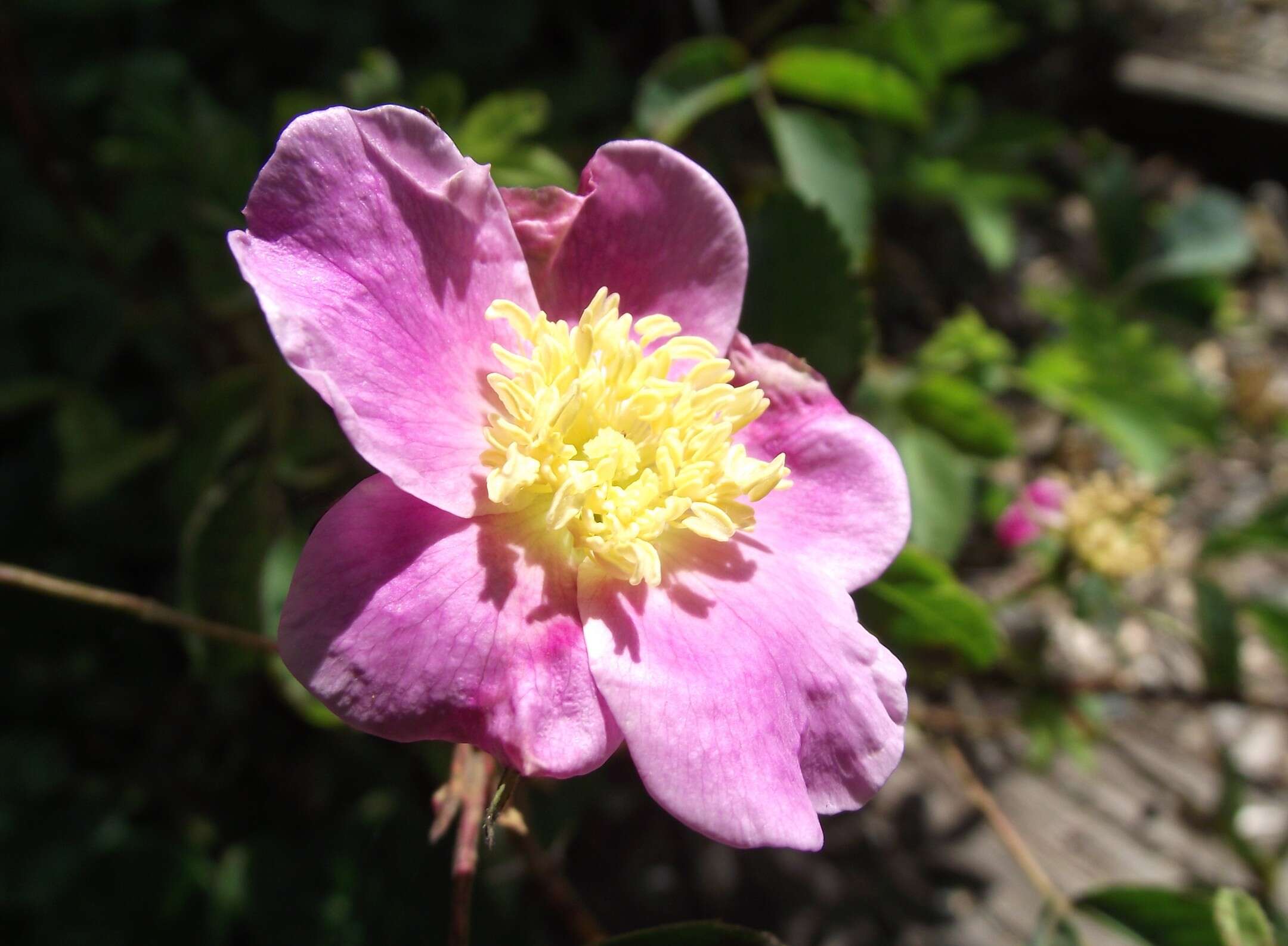 صورة Rosa woodsii Lindl.