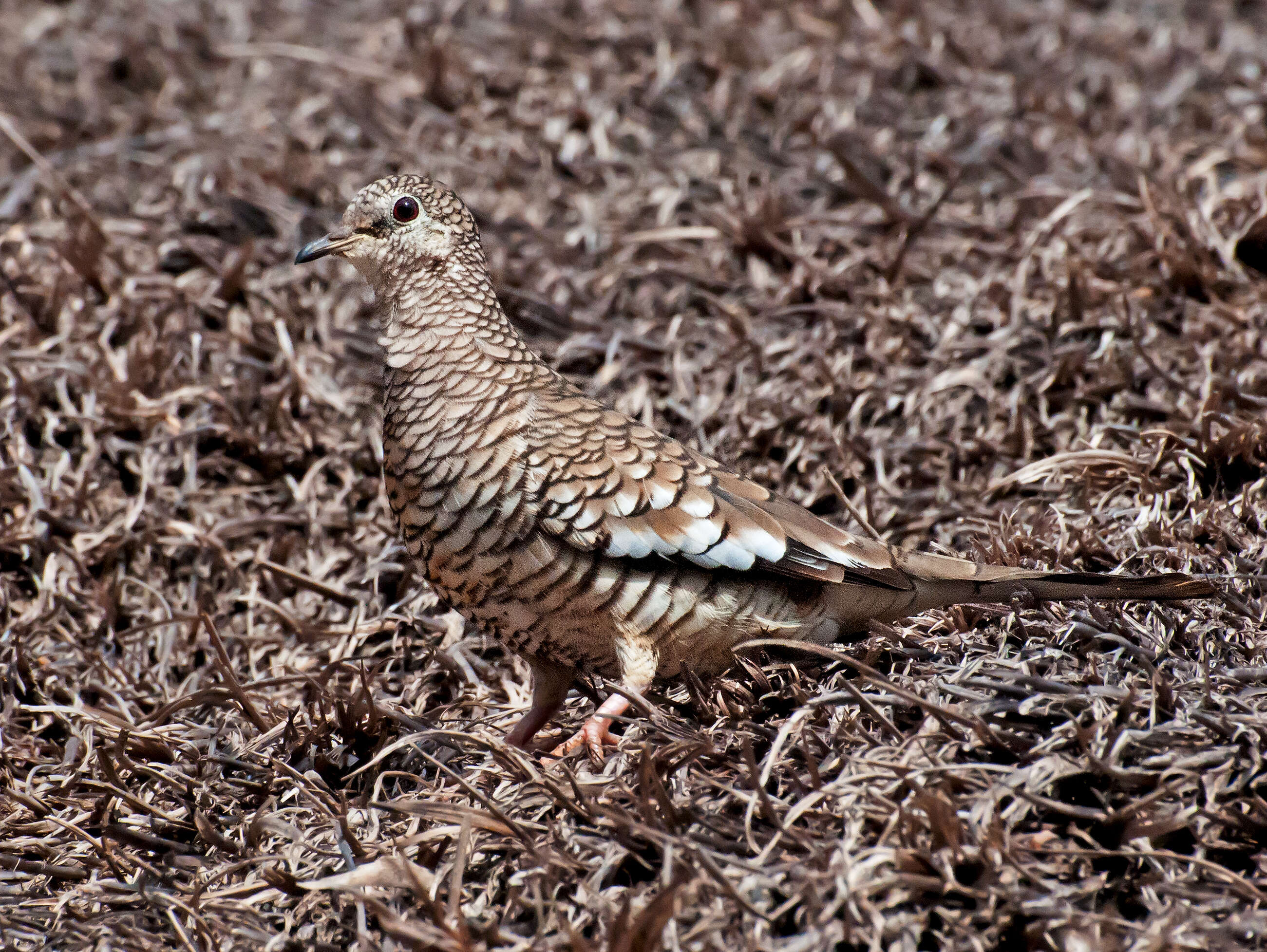 Image of Columbina Spix 1825