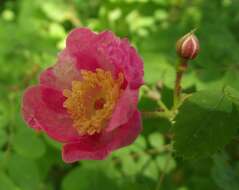 Image of dwarf rose