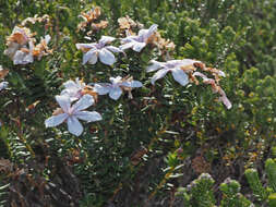 Image of Adenandra gummifera Strid