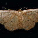 Image of Idaea eremiata Hulst 1887