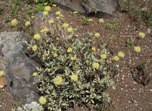 Imagem de Eriogonum prattenianum Dur.