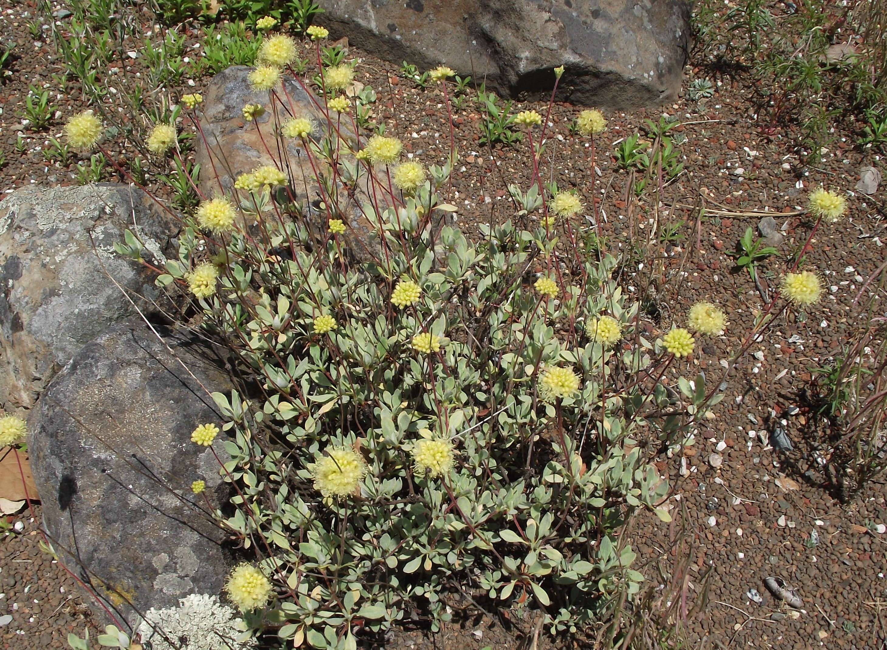 Image of Nevada City buckwheat
