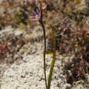 Image of Sun orchid