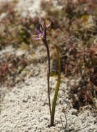 Image of Sun orchid