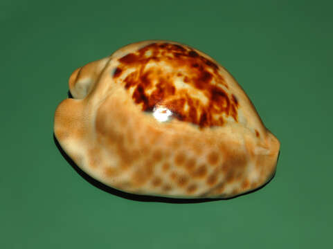 Image of Barycypraea teulerei (Cazenavette 1846)