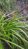 Image of Christmas bells