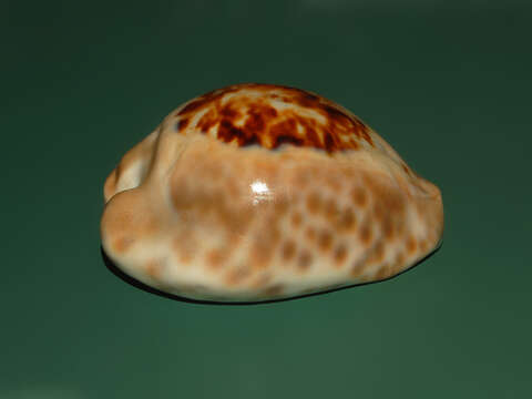 Image of Barycypraea teulerei (Cazenavette 1846)