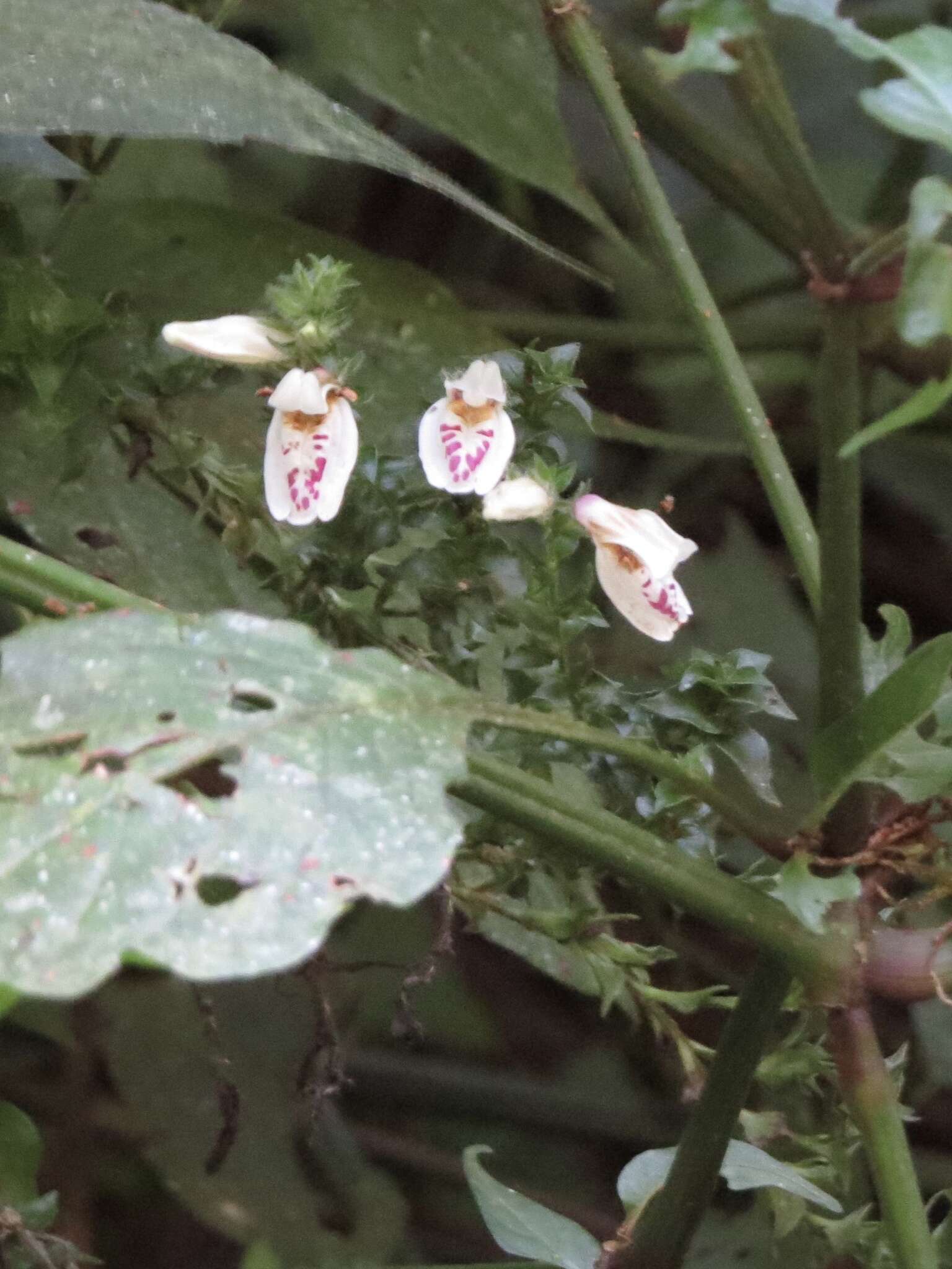 Image of Isoglossa milanjiensis S. Moore