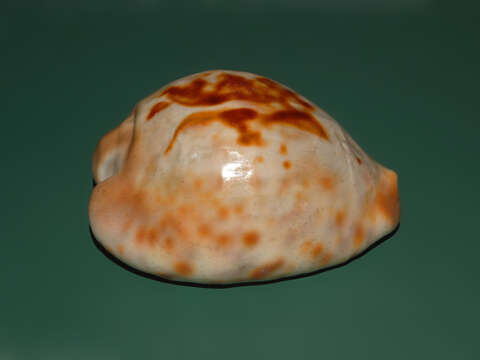 Image of Barycypraea teulerei (Cazenavette 1846)