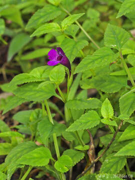 Image de Schizotorenia atropurpurea (Ridley) T. Yamazaki