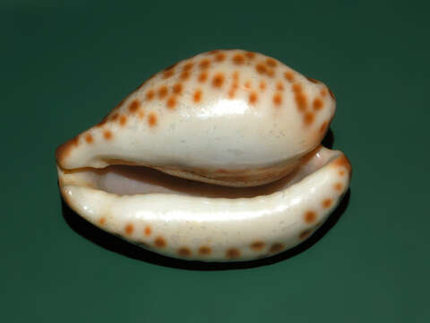 Image of Barycypraea teulerei (Cazenavette 1846)