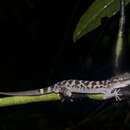 Image of Inger's Bow-fingered Gecko