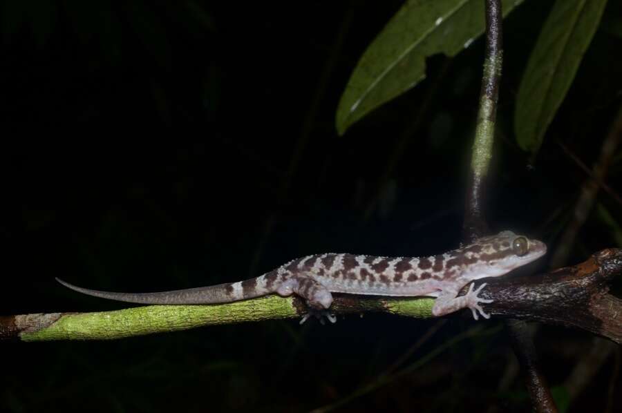 Cyrtodactylus pubisulcus Inger 1958 resmi