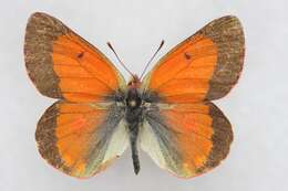 Image of Colias eogene Felder & Felder 1865