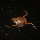 Image of Ornate Burrowing Frog