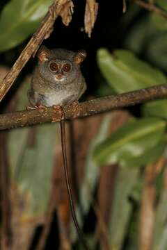 Image of Sangihe island tarsier