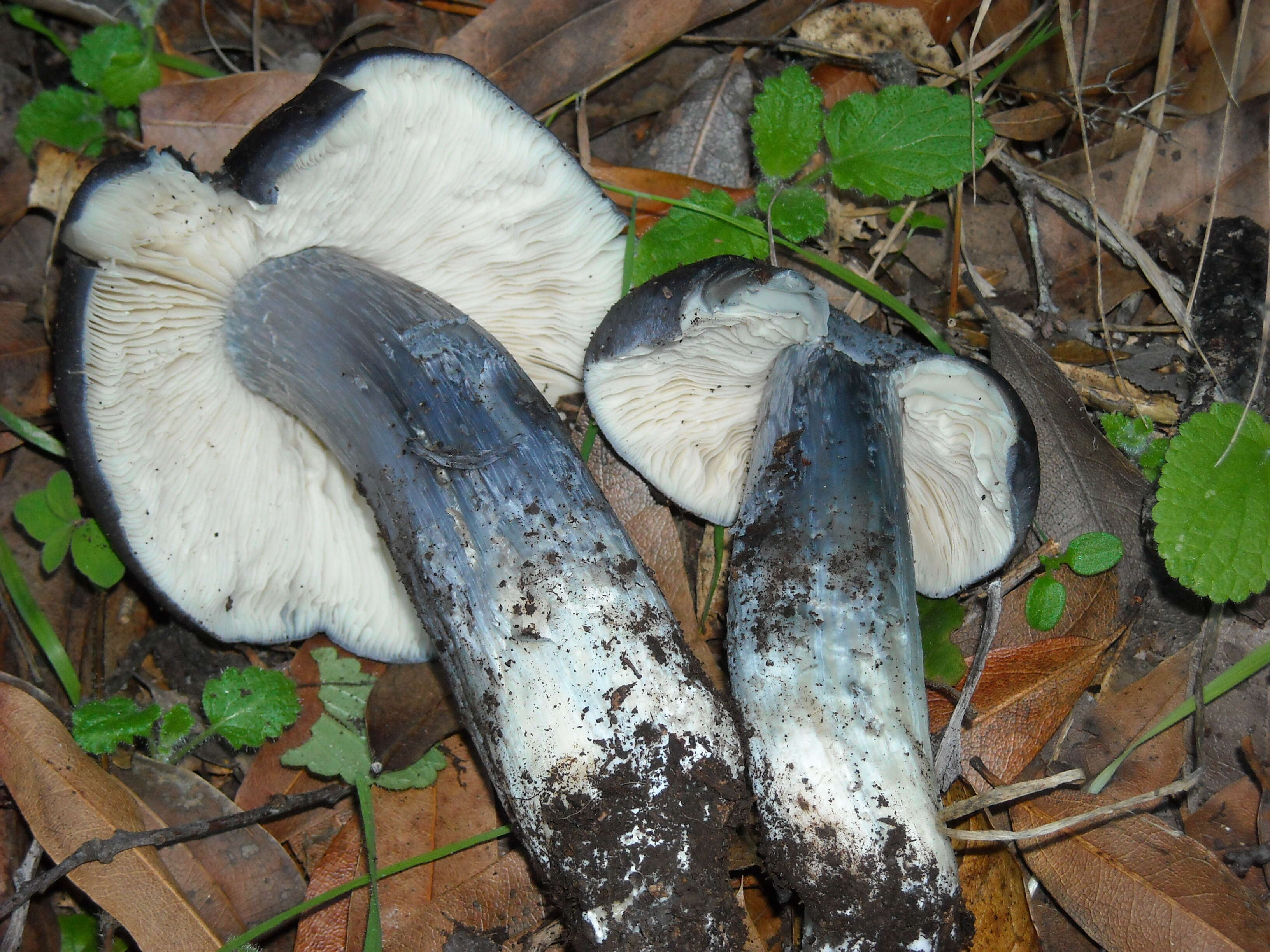 Image of Bloxam's entoloma