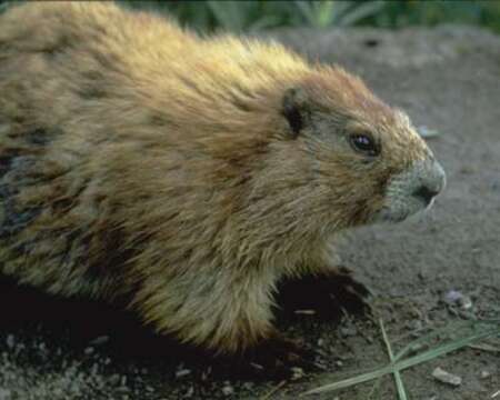 Image of Olympic Marmot