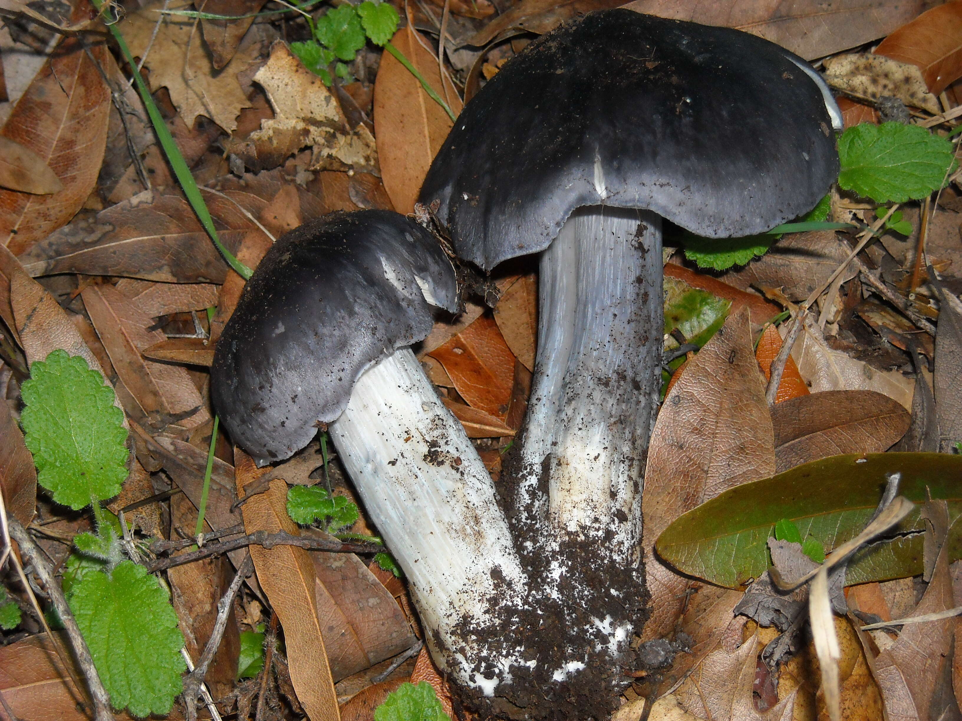 Image of Bloxam's entoloma