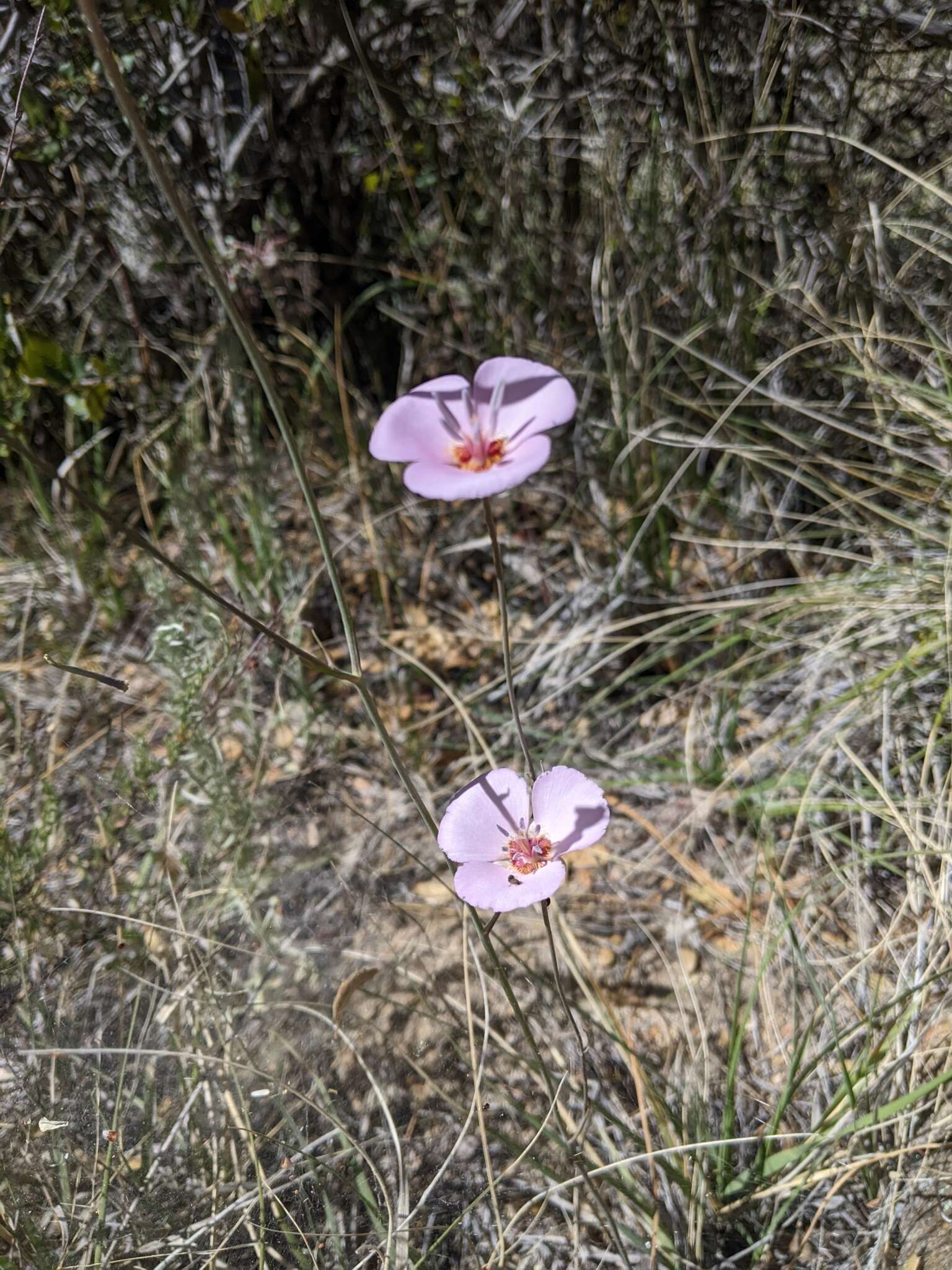 صورة Calochortus palmeri S. Watson