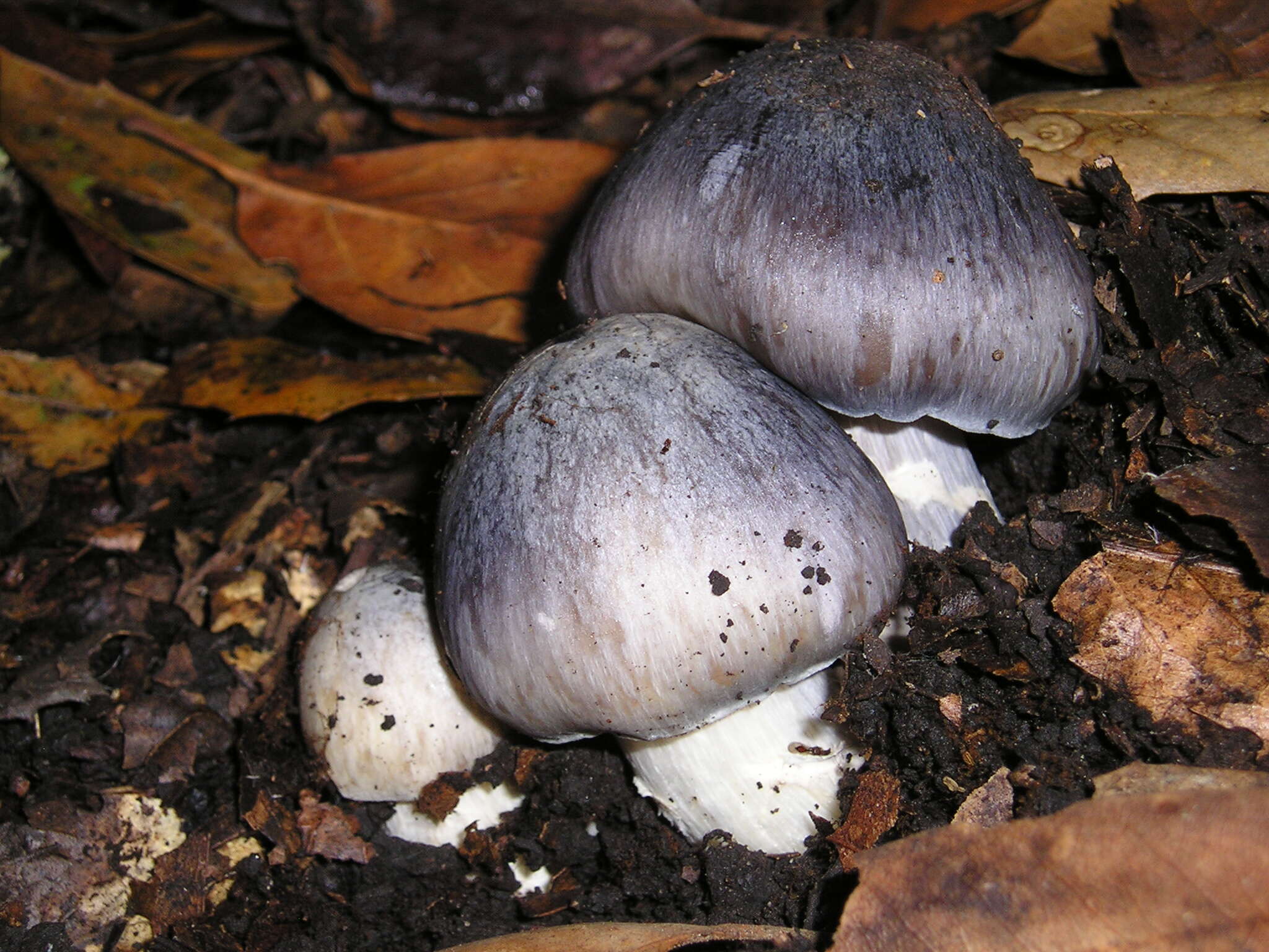 Image of Bloxam's entoloma