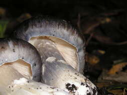 Image of Bloxam's entoloma