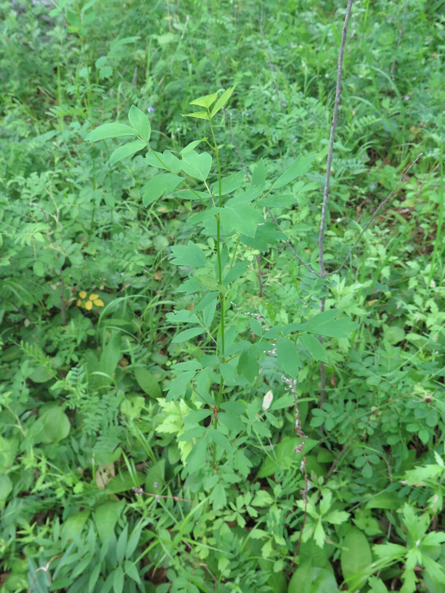 Image of Thalictrum simplex subsp. simplex