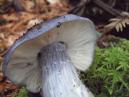 Image of Bloxam's entoloma