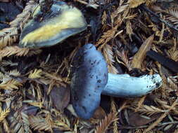 Image of Bloxam's entoloma