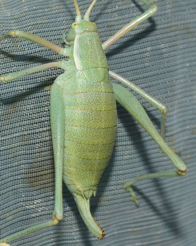 Sivun Odontura (Odonturella) aspericauda Rambur 1838 kuva