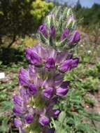 Image of Chick Lupine