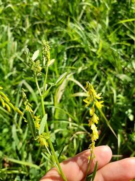 Image of Common Yellow Melilot