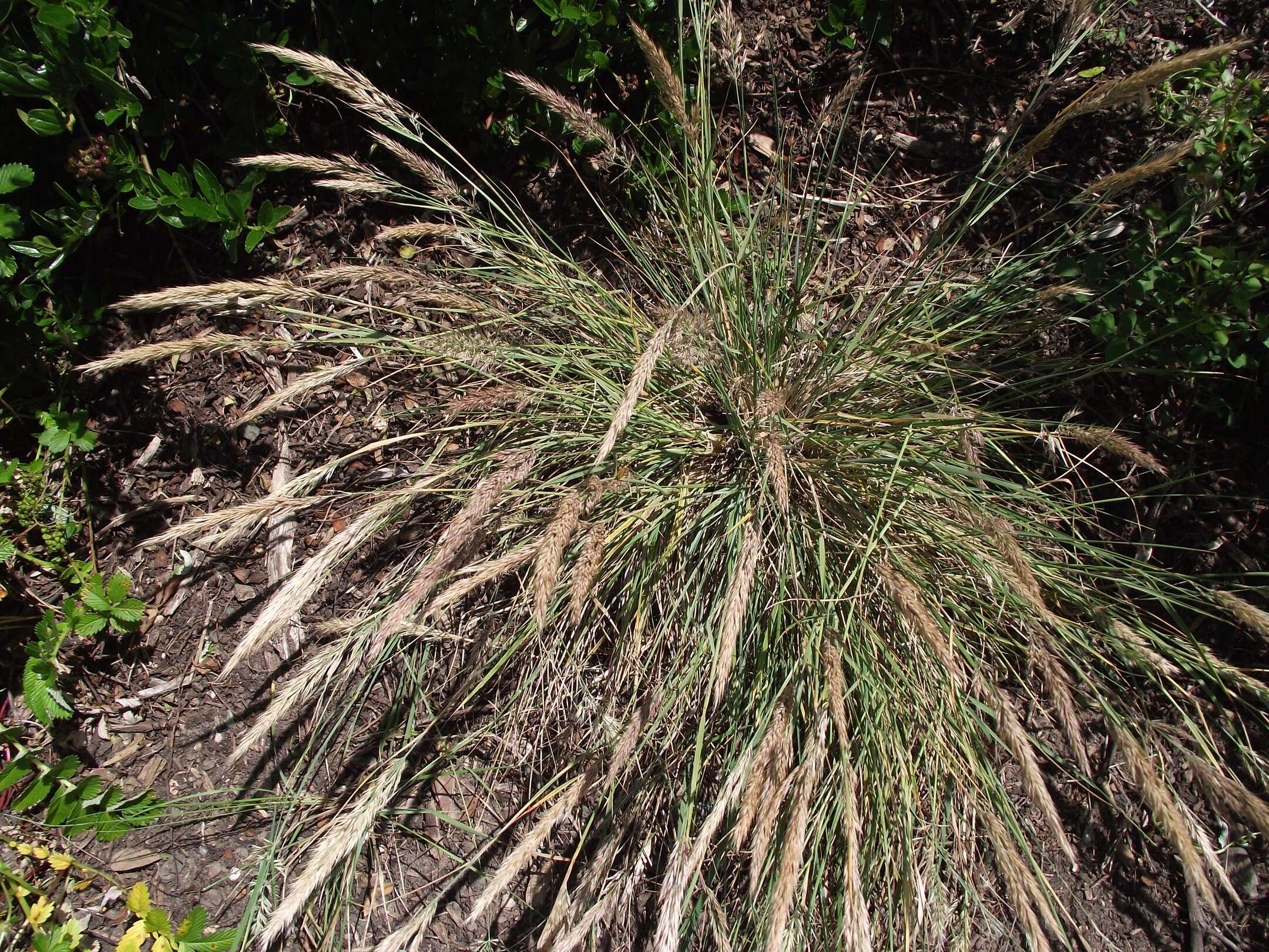 Image of leafy reedgrass