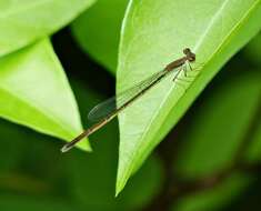 Image of Argentagrion ambiguum (Ris 1904)