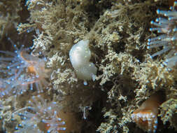 Image of white Atlantic cadlina