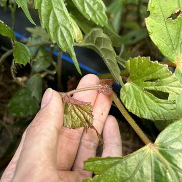 Слика од Begonia nantoensis M. J. Lai & N. J. Chung