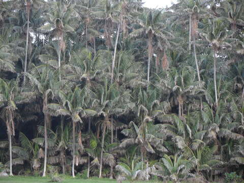 Image of Kentia Palm